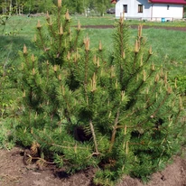 Korosabb Pinus mugo Mops törpefenyő habitusa és kinézete.