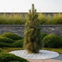 Green Tower fenyő látványképe egy díszkertben.