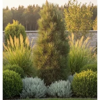 Pinus nigra Green Tower díszfüvek társaságában. 