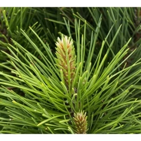 Pinus nigra Green Tower tűlevelei közelről.