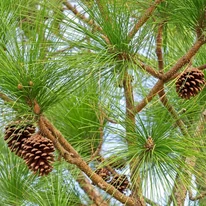 Pinus pinea hosszú tűlevelei és tobozai közelről.