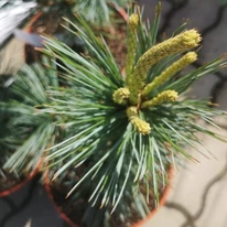 Pinus flexilis Vanderwolf's Pyramidalis kékes fényű örökzöld tűlevelei.