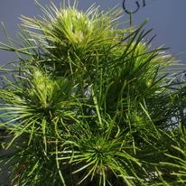 A Pinus sylvestris Xavery lombozata közelről. 