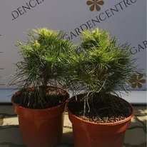 Pinus sylvestris Xavery mini örökzöldek találhatóak kertészetünkben.