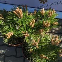 A Pinus densiflora, törpe japán erdeifenyő lombozata. 