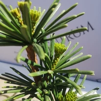 Sciadopitys verticillata Sternschnuppe - Japán ernyőfenyő