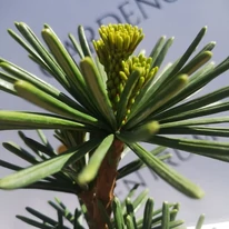 Sciadopitys verticillata Sternschnuppe - Japán ernyőfenyő