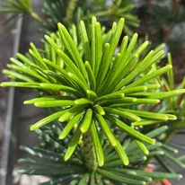 Sciadopitys verticillata Sternschnuppe - Japán ernyőfenyő