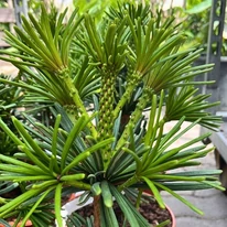 Sciadopitys verticillata Sternschnuppe - Japán ernyőfenyő