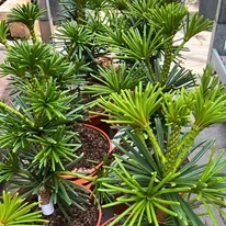 Sciadopitys verticillata Sternschnuppe - Japán ernyőfenyő
