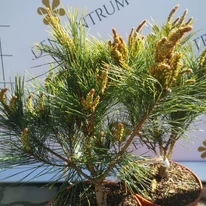 Pinus densiflora Tanyosho Compacta, ernyős japán erdeifenyő mini örökzöldek áprilisban a kertészetünkben.