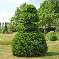Formára nyírt Taxus baccata. 