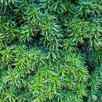 Tiszafa örökzöld lombozata közelről.