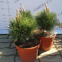 Pinus thunbergii Thunderhead japán feketefenyő áprilisi állapota kertészetünkben.