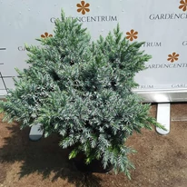 A Juniperus squamata Blue star lombozata közelről.