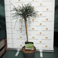 A magastörzsű Thuja plicata Whipcord egy igazi különlegessége lehet otthonodnak!