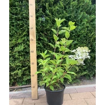 Hydrangea paniculata Phantom XL - Bugás hortenzia