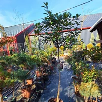 Photinia x fraserii Red Robin K7 - Törzses korallberkenye