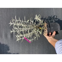 Buddleja davidii Silver Anniversary K2 - Ezüst-fehér nyári orgona