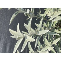 Buddleja davidii Silver Anniversary K2 - Ezüst-fehér nyári orgona