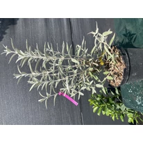 Buddleja davidii Silver Anniversary K2 - Ezüst-fehér nyári orgona