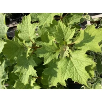 A Hydrangea quercifolia lombozata közelről.