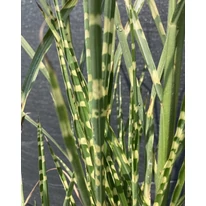 Miscanthus sinensis Zebrinus - Csíkos zebrafű