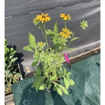 Rudbeckia fulgida - Pompás kúpvirág