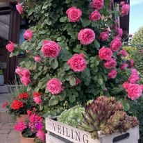 Leonardo da Vinci futórózsa telt rózsaszín virágai teljes pompájukban.