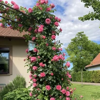 Csodás kerti lugas a Leonardo da Vinci rózsából.