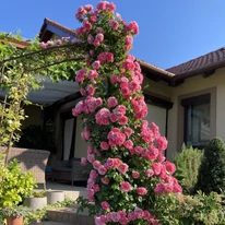 A rózsa telt virágai sűrűn borítják a pergolát.