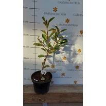 Photinia  x fraserii Camilvy K2 - Korallberkenye