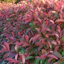 A Photinia x fraserii Carré Rouge piros lombozata közelről.