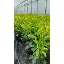 Prunus laurocerasus Genolia K2,5 - Oszlopos babérmeggy