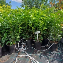 Prunus laurocerasus Genolia K2,5 - Oszlopos babérmeggy