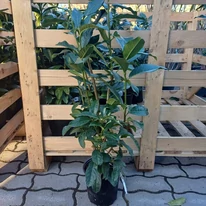 Prunus laurocerasus Genolia K2,5 - Oszlopos babérmeggy