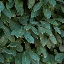 A Prunus laurocerasus Genolia zöld lombozata.