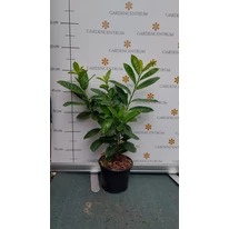Prunus laurocerasus Novita K2 - Babérmeggy