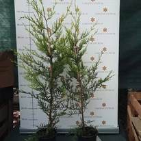 Két éves  Cupressocyparis x leylandii Castlewellan Gold két literes cserépben.