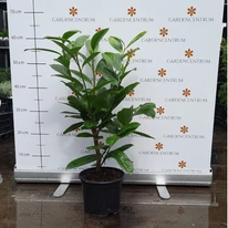 Prunus laurocerasus Novita K2 - Babérmeggy