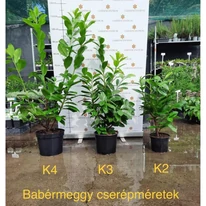 Prunus laurocerasus Novita K2 - Babérmeggy