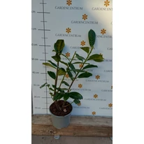 Prunus laurocerasus Novita K2 - Babérmeggy