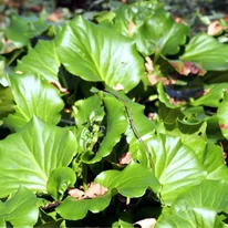 Az élénken fénylő Bergenia cordifolia kiváló talajtakaró.