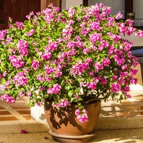 Bougainvillea XL - Murvafürt