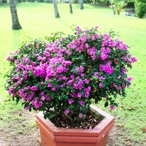 Bougainvillea XL - Murvafürt