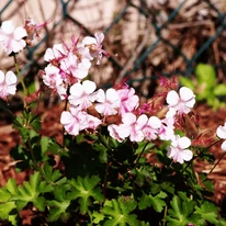 Geranium cantabrigense CS9 - Fehér virágzatú angol gólyaorr