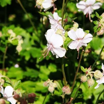 Geranium cantabrigense CS9 - Fehér virágzatú angol gólyaorr