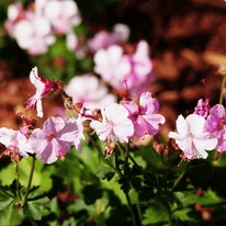 Különleges, fehér-rózsaszín virágú Geranium cantabrigense évelő növény. 