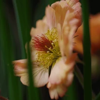 Geum Mai Tai - Gyömbérgyökér