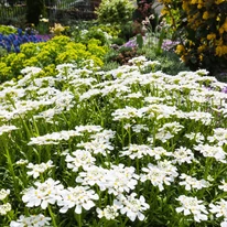 Iberis sempervirens P9 - Örökzöld tatárvirág